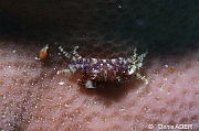 Lissocarcinus sp1-Porites densa Tomia Mari Mabuk-5m-20180525-Denis-ADER-DSC_0536_tn